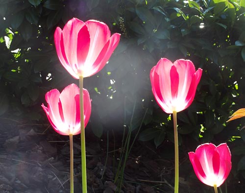 Pinkfarbene Tulpen im Gegenlicht